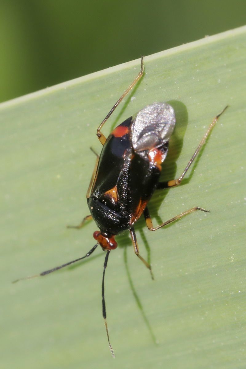 Miridae - Deraeocoris ruber
